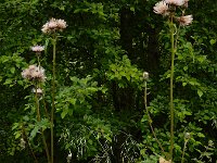 Cirsium x erucagineum 2, hybride Moesdistel en Oeverdistel, Saxifraga-Ed Stikvoort