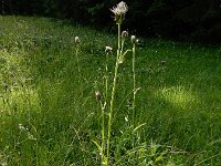 Cirsium x erucagineum 3, hybride Moesdistel en Oeverdistel, Saxifraga-Ed Stikvoort