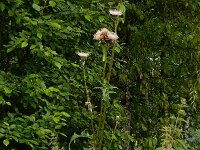 Cirsium x erucagineum 5, hybride Moesdistel en Oeverdistel, Saxifraga-Ed Stikvoort