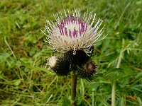 Cirsium x erucagineum 7, hybride Moesdistel en Oeverdistel, Saxifraga-Ed Stikvoort