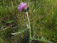 Cirsium x forsteri