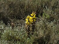 Cistanche phelypaea, Cistanche