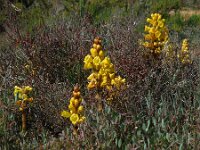 Cistanche phelypaea 23, Saxifraga-Ed Stikvoort