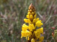 Cistanche phelypaea 36, Saxifraga-Bart Vastenhouw