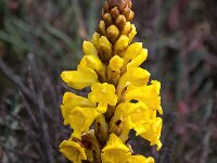Cistanche phelypaea 37, Saxifraga-Bart Vastenhouw