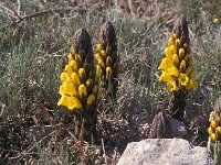 Cistanche phelypaea 4, Saxifraga-Piet Zomerdijk