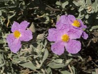 Cistus albidus 11, Saxifraga-Jan van der Straaten