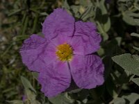 Cistus albidus 14, Saxifraga-Willem van Kruijsbergen