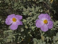 Cistus albidus 16, Saxifraga-Willem van Kruijsbergen