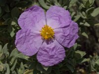 Cistus albidus 17, Saxifraga-Willem van Kruijsbergen