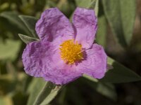 Cistus albidus 19, Saxifraga-Jan van der Straaten