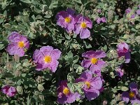 Cistus albidus 2, Saxifraga-Jan van der Straaten