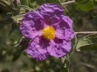 Cistus albidus 20, Saxifraga-Willem van Kruijsbergen