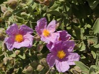 Cistus albidus 27, Saxifraga-Jan van der Straaten
