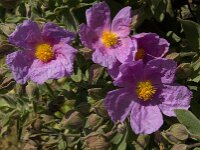 Cistus albidus 30, Saxifraga-Willem van Kruijsbergen
