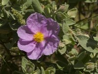 Cistus albidus 31, Saxifraga-Jan van der Straaten
