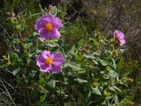 Cistus albidus 37, Saxifraga-Ed Stikvoort