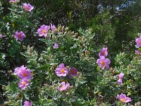 Cistus albidus 38, Saxifraga-Ed Stikvoort