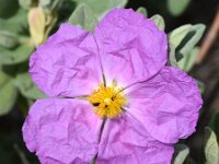 Cistus albidus 41, Saxifraga-Sonja Bouwman