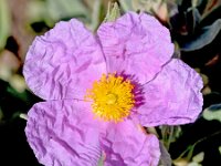 Cistus albidus 44, Saxifraga-Sonja Bouwman