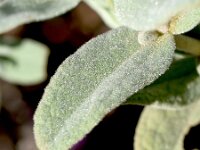 Cistus albidus 45, Saxifraga-Sonja Bouwman