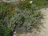 Cistus albidus 46, Saxifraga-Hans Grotenhuis