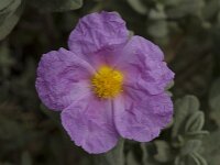 Cistus albidus 8, Saxifraga-Willem van Kruijsbergen