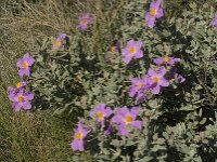Cistus albidus 9, Saxifraga-Jan van der Straaten