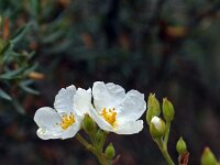 Cistus clusii
