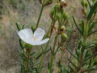 Cistus clusii 4, Saxifraga-Rutger Barendse