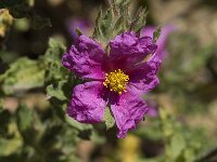 Cistus creticus
