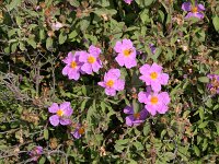 Cistus creticus 12, Saxifraga-Dirk Hilbers