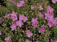 Cistus creticus 18, Saxifraga-Harry Jans
