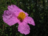 Cistus creticus 3, Saxifraga-Rutger Barendse