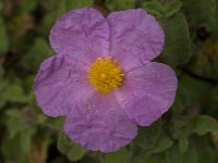 Cistus creticus 4, Saxifraga-Jan van der Straaten