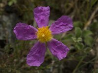 Cistus creticus 6, Saxifraga-Willem van Kruijsbergen