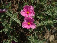 Cistus crispus