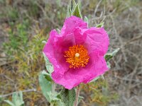 Cistus crispus 10, Saxifraga-Ed Stikvoort
