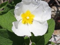 Cistus incanus