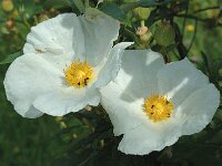 Cistus ladanifer, Gum Cistus