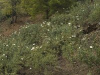 Cistus ladanifer 10, Saxifraga-Willem van Kruijsbergen