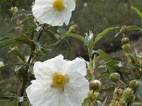 Cistus ladanifer 16, Saxifraga-Jan van der Straaten