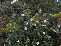 Cistus ladanifer 24, Saxifraga-Ed Stikvoort