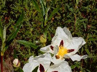 Cistus ladanifer 26, Saxifraga-Ed Stikvoort