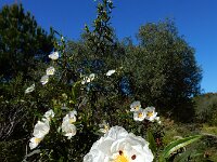 Cistus ladanifer 27, Saxifraga-Ed Stikvoort