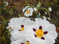 Cistus ladanifer 28, Saxifraga-Ed Stikvoort