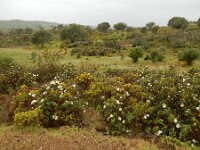 Cistus ladanifer 29, Saxifraga-Ed Stikvoort