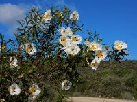 Cistus ladanifer 30, Saxifraga-Ed Stikvoort