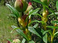 Cistus ladanifer 41, Saxifraga-Hans Grotenhuis