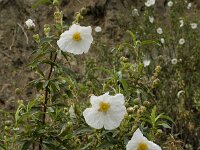 Cistus ladanifer 9, Saxifraga-Willem van Kruijsbergen